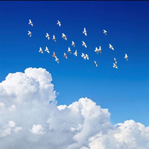 دانلود آهنگ جدید فریبرز سلیمی خون ارغوانها